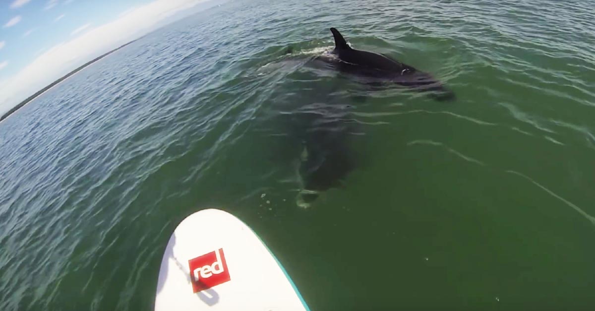 VIDEO: 2 Orcas Dancing Around Stand Up Paddlers